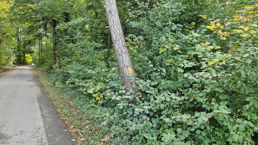 image of trail marking sign on tree